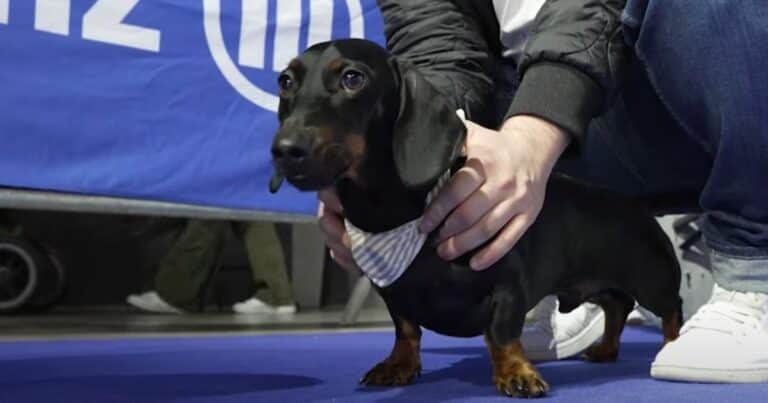 Se celebró en Múnich la Carrera Internacional de Perros Salchicha: cuánto tiempo hizo el ganador