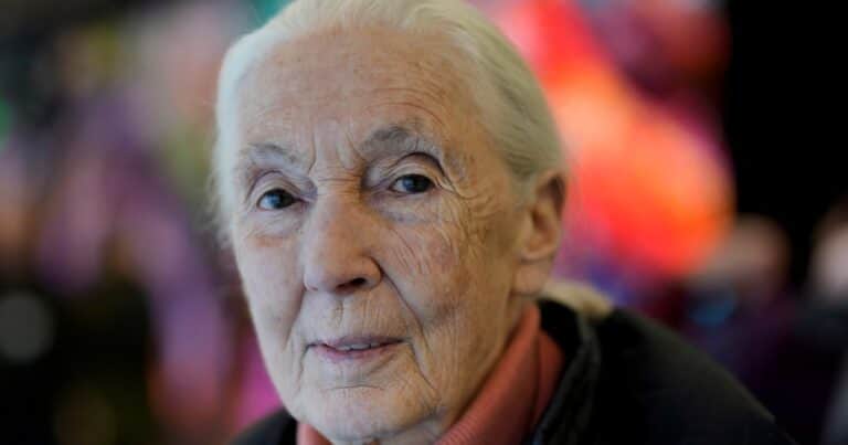Murió Jane Goodall a los 91 años, la famosa conservacionista que vivió con chimpancés