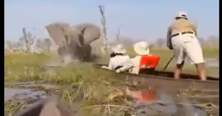 El impactante video del ataque de un elefante a un grupo de turistas: «Tuvieron muchísima suerte»