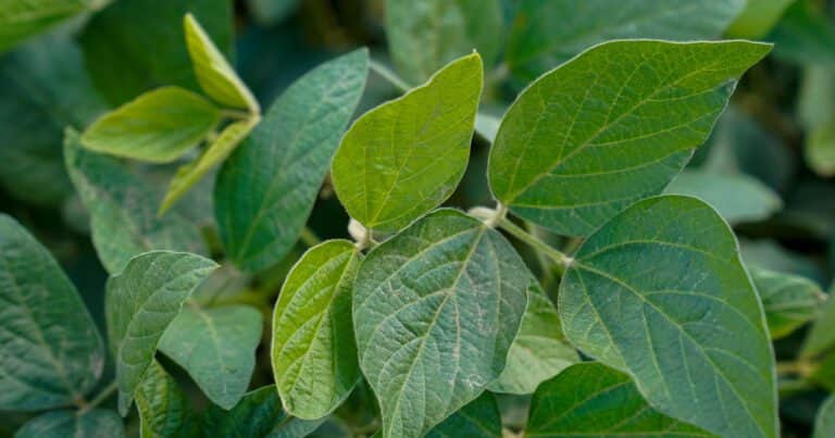 La nutrición inteligente en soja, clave para reducir brechas y mejorar la calidad del grano
