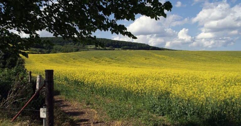 Cómo hacer la transición hacia una «agricultura de paisajes»