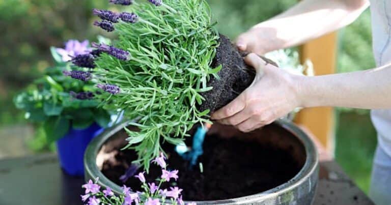 Plantas repelentes de mosquitos: cuáles son las infaltables para evitar los zancudos