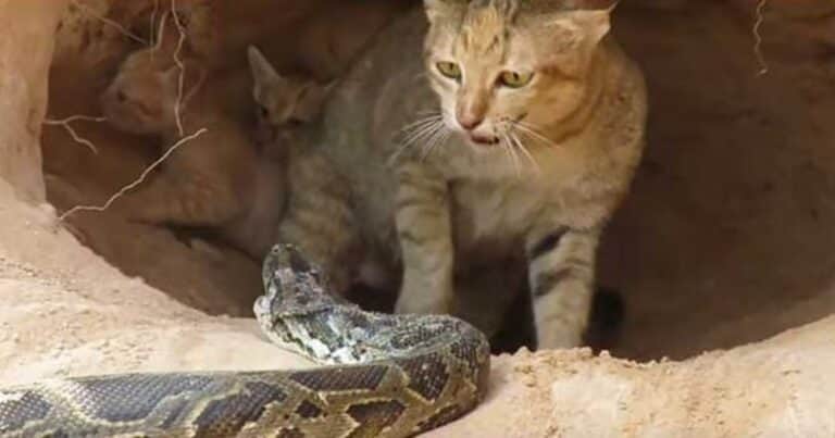Un hombre luchó con una enorme pitón que estrangulaba a un gato callejero