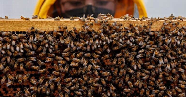 Investigadores del INTA usan biotecnología para reducir el impacto de un virus en las abejas