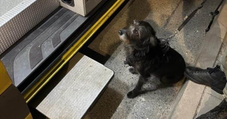 «Una lealtad notable»: el gesto de una perra para salvar a su dueño de una situación crítica