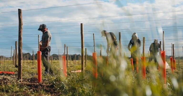 La nueva ruta de los vinos de mar: plantan los primeros viñedos en un complejo de Chapadmalal