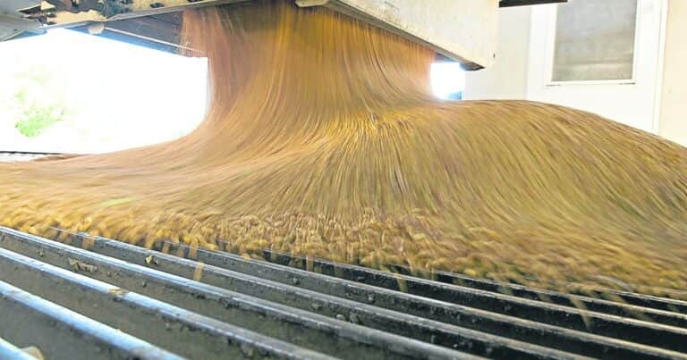 La soja saltó más de US$ 12 en el mercado internacional y alcanzó su precio más alto en 17 meses