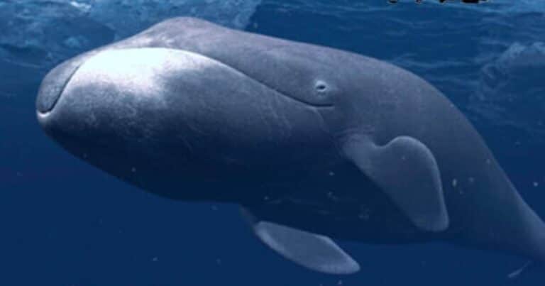 Fabuloso descubrimiento: la ballena boreal vive 200 años porque repara su ADN dañado