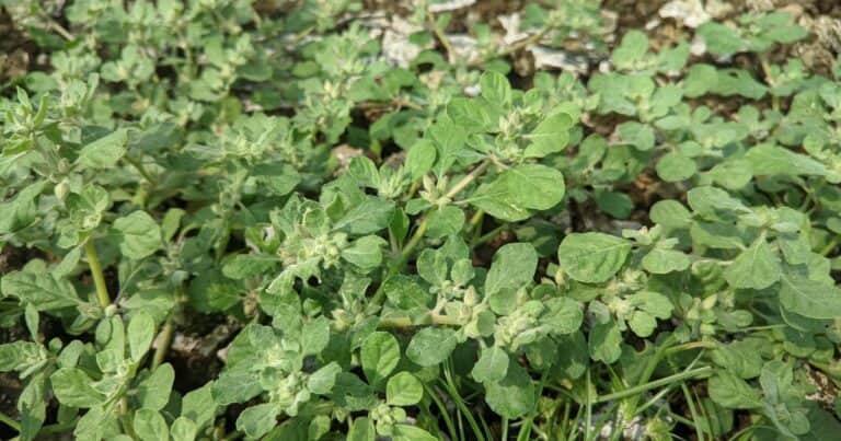 Descubren la súper planta más resistente al calor y que podría revolucionar la agricultura