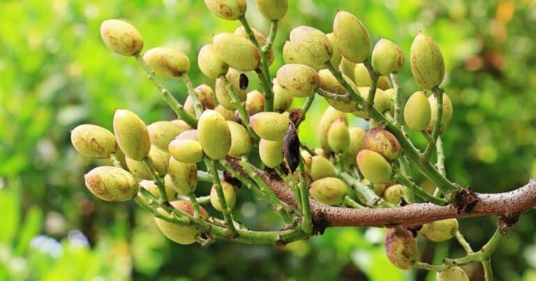 Árbol de pistacho: cuántos años tarda en dar fruto y cuál es el secreto para lograr una buena cosecha