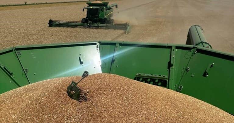 La super cosecha lleva al trigo argentino al precio más bajo desde 2019