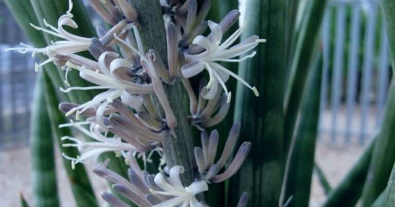 El truco para que la lengua de suegra dé flores: un abono casero que podés preparar en minutos
