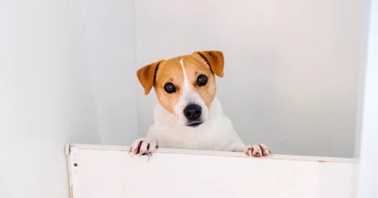 El motivo por el que tu perro te mira fijo, según expertos en conducta animal