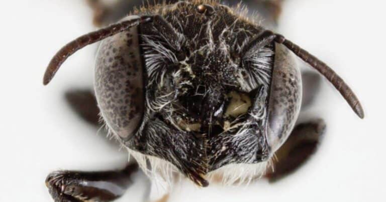 “Lucifer”: cómo es la misteriosa nueva especie de abeja con cuernos que descubrieron en Australia