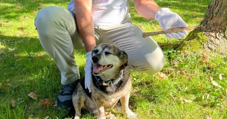 Salió a pasear con su perro y el can descubrió una punta de lanza de más de 1700 años de antigüedad