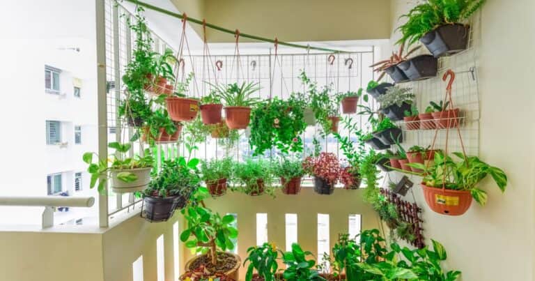 Pocos lo saben: ¿cuáles son las plantas que atraen dinero y abundancia al hogar?