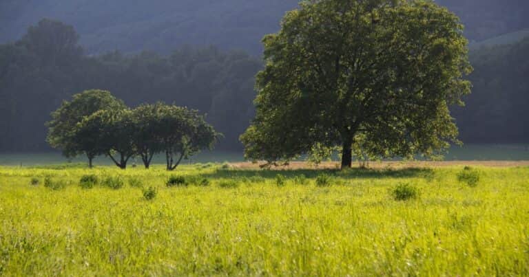 El árbol que dura generaciones: sombra frondosa y nueces todo el año