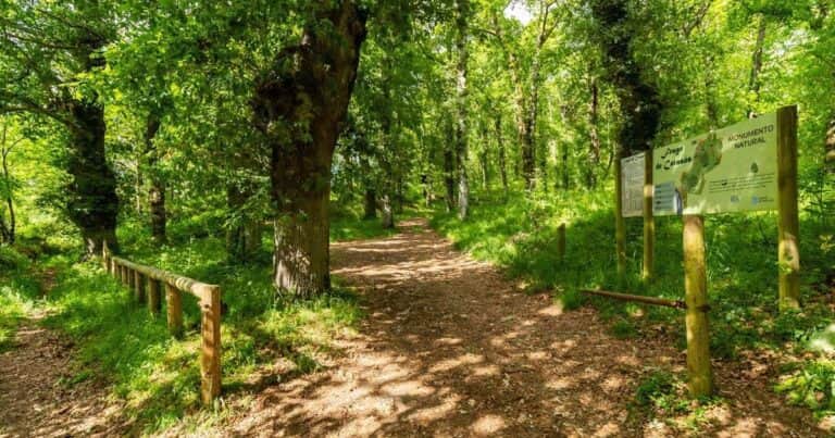 Robles, castaños y niebla: el bosque gallego que parece un escenario de fantasía