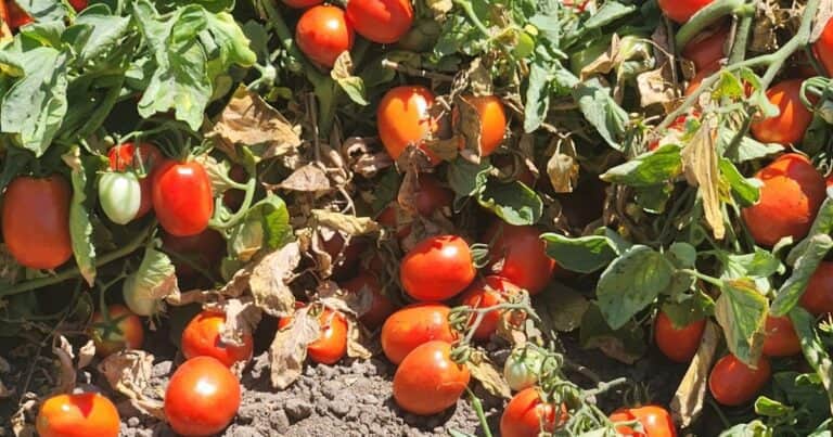 Proteínas de diseño: una revolución tecnológica para un problema sin solución hasta hoy…