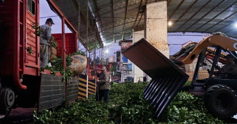 Milei le quitó al organismo que regulaba al sector yerbatero toda capacidad de intervenir en el mercado y fijar precios