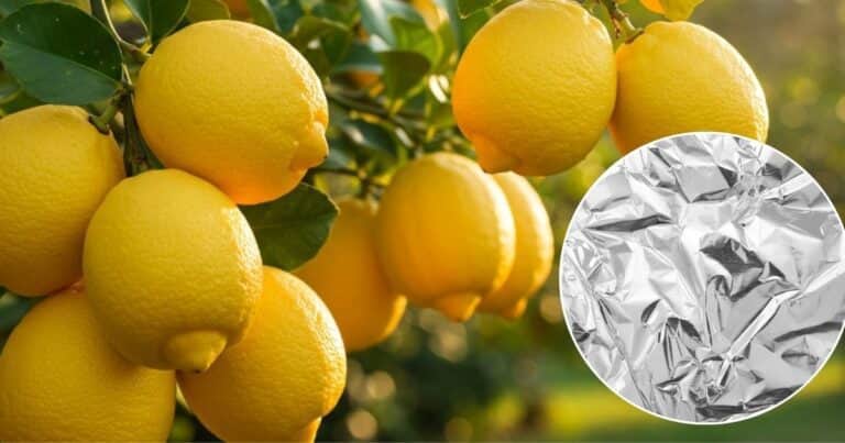 Cómo es el truco del papel de aluminio en el limonero y para qué sirve