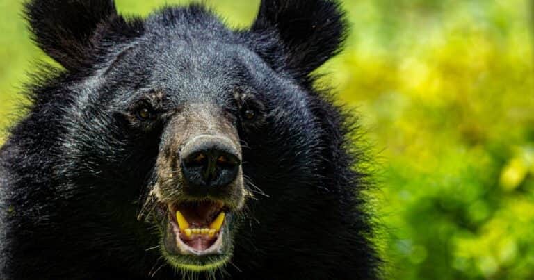 Una excursión terminó en tragedia: un oso pardo atacó a un grupo de estudiantes y dejó 11 heridos