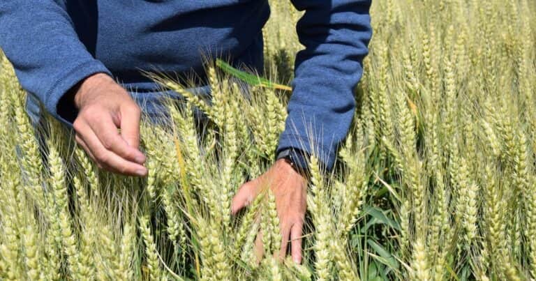 Del «no va a andar»… a la cosecha récord de trigo