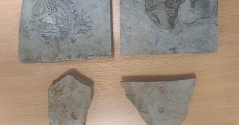 Revisaron su auto y hallaron una intrigante colección de fósiles de más de 500 millones de años: «Dijo que eran regalos para sus amigos»