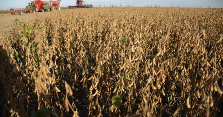 Sudamérica toma el control: ¿se viene un cambio de poder en el mercado global de la soja?