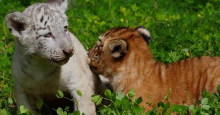 Un caso único: nacieron dos tigresas hijas de una ligre