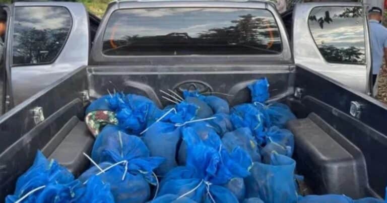 Recataron a 143 macacos en dos operativos de tráfico de fauna: estaban envueltos en bolsas azules