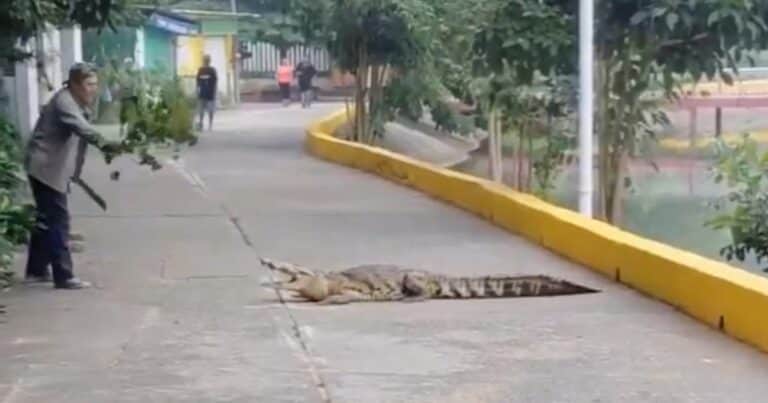La increíble pero eficaz manera que usó un hombre para ahuyentar a un cocodrilo