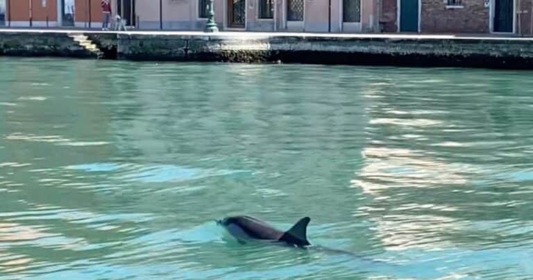 Llevaron a mar abierto a Mimmo, el delfín que nadaba entre las góndolas de Venecia