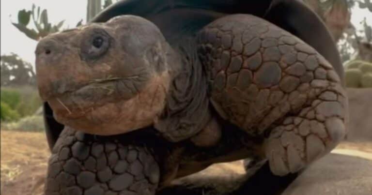 A los 141 años murió Gramma, la tortuga que vivió las dos guerras mundiales