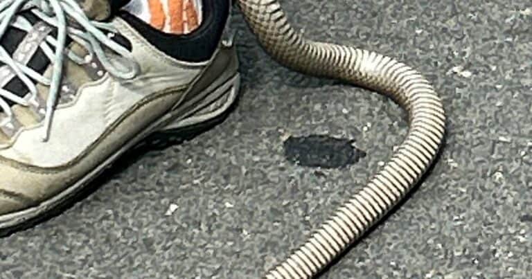 Jugaba a la búsqueda del tesoro y se le enganchó una serpiente venenosa en la zapatilla: «Completamente atascada»