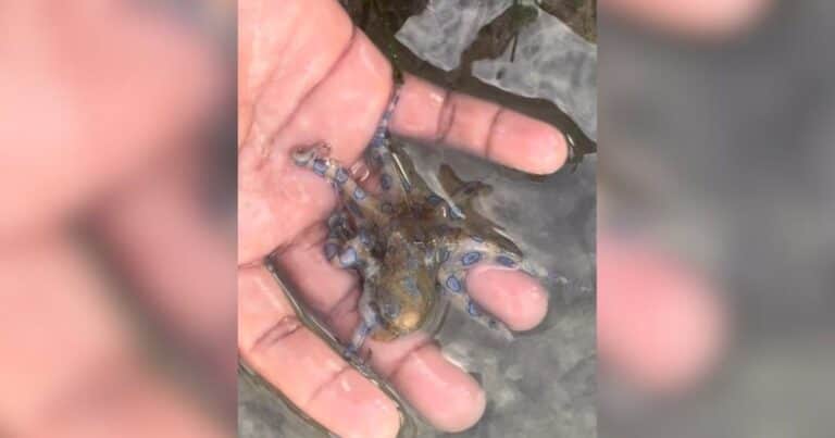 Sostuvo a un pequeño pulpo para hacer un video sin saber que su veneno podía matarlo en cuestión de minutos