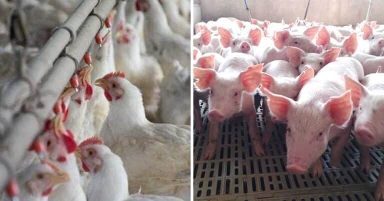 Avicultura y porcinos: dos rubros que crecieron de manera exponencial y ganaron lugar en la mesa de los argentinos