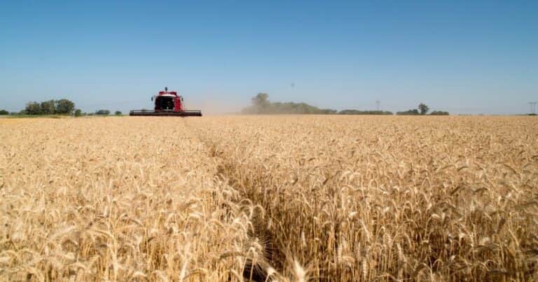 Ya se conoce la calidad del trigo de la zona núcleo: qué opinan los expertos