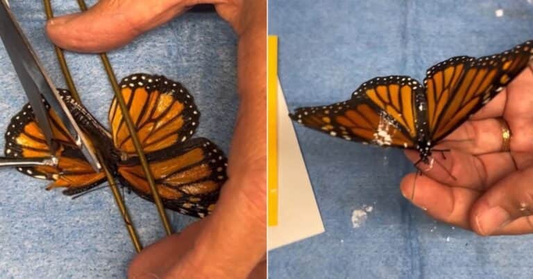 El impresionante trasplante de ala de una mariposa que asombra en las redes