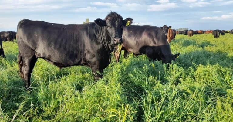 Alfalfa y bioinsumos: un ensayo a campo mostró aumentos del 30% en el rendimiento y abre debate sobre el futuro de la ganadería