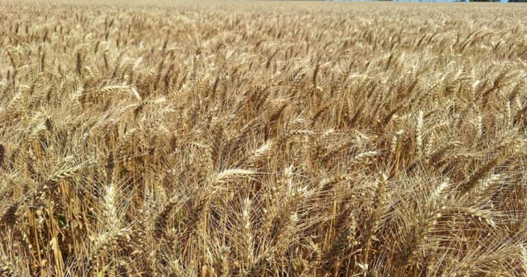 La campaña de trigo sigue impresionando: ahora estiman que se producirán 27,7 millones de toneladas