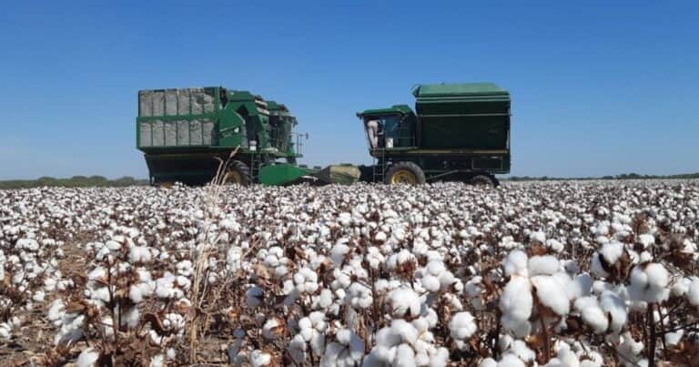 La crisis de un producto del campo que está presente en la pólvora, los billetes y en cada momento de la vida