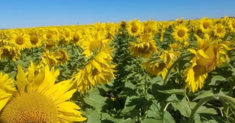 La molienda de girasol fue récord en octubre y superó las 4 millones de toneladas en los primeros 10 meses del año