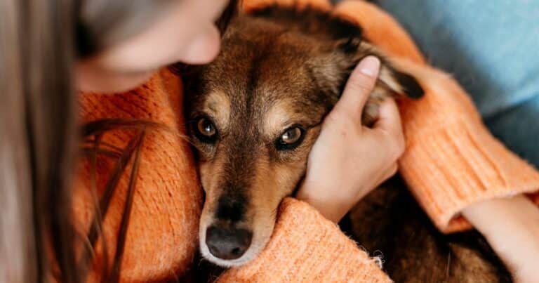 Perros adoptados: qué es la regla 3-3-3 y cómo saber si tu mascota se está adaptando bien