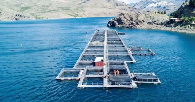 Piedra libre para el salmón fueguino