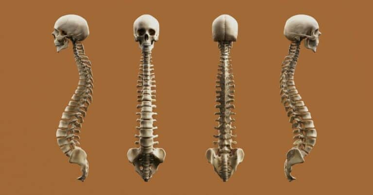 ¿Es posible una terapia eficaz y segura contra la osteoporosis?