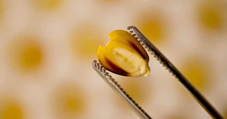 Semillas, fitosanitarios y fertilizantes: las tecnologías que revolucionaron la agricultura en Argentina