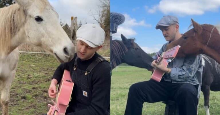 El músico que conquista a los animales con su guitarra rosa: la historia de Plumes
