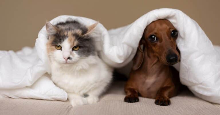 Lo que realmente le ocurre a tu perro y gato cuando escuchan fuegos artificiales
