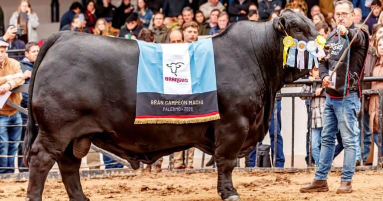 Aplaudan y no dejen de aplaudir: el mejor toro Brangus del mundo es argentino